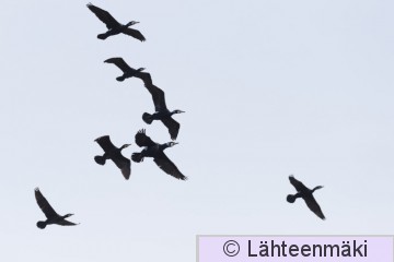 Merimetso11_Reijo Lähteenmäki.jpg