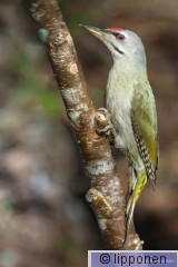 harmaapa&#776;a&#776;tikka-0588.jpg