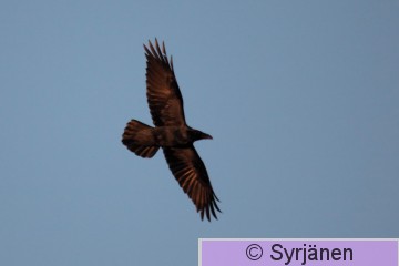 IMG_2869_2_2.JPG