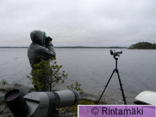 15.5.2015 muutonhavainnointia Ylöjärven Näsijärven Riihiniemessä PRKuva.JPG