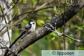 pikkutikka-0765.jpg
