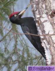 palokärki -15.jpg