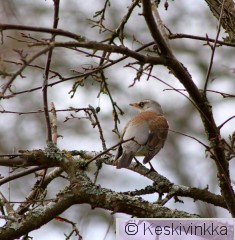 IMG_3250.JPG