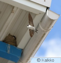 räystäspääsky 067.jpg