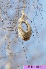 pussitiainen 037.jpg