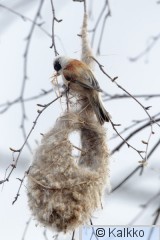 pussitiainen 095.jpg