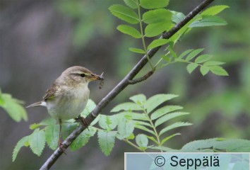 pajulintu_Kuru140621_iso3.jpg