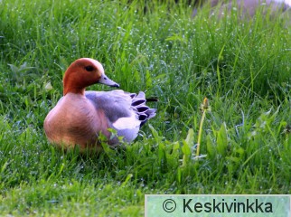 IMG_4494.JPG