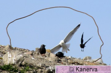 kalalokki.jpg