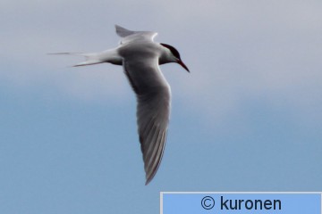 IMG_4634 2.jpg