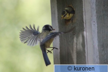 IMG_9829b.jpg