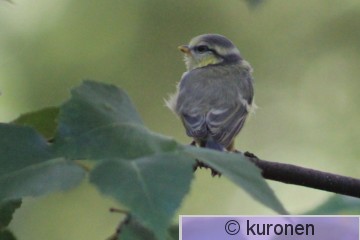 IMG_9948b.jpg
