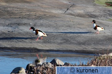 IMG_6018.JPG