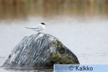 pikkutiira 045.jpg