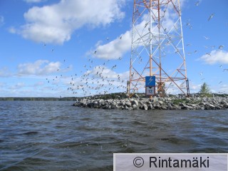 24.5.2015 Naurulokkiyhdyskunta 2 PRKuva.JPG