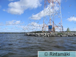 24.5.2015 Naurulokkiyhdyskunta 2 PRKuva.JPG