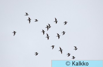 liro 180.jpg