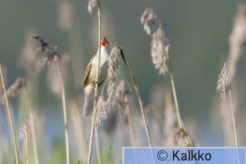 rastaskerttunen 042.jpg
