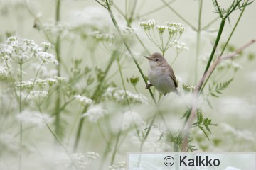viitakerttunen 025.jpg