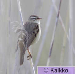 ruokokerttunen 030.jpg