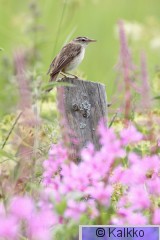 ruokokerttunen 099.jpg