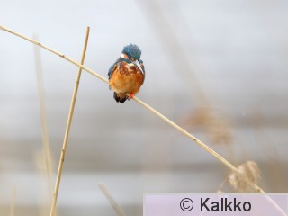 kuningaskalastaja 025.jpg