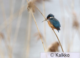 kuningaskalastaja 031.jpg