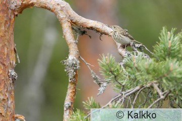metsäkirvinen 010.jpg