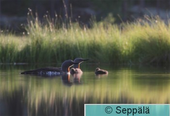 kaakkurit_Kuru110706_iso1.jpg