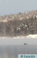 pilkkasiipi_Tampere090131.jpg