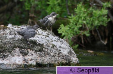 koskikara_Kuru150614_iso2.jpg