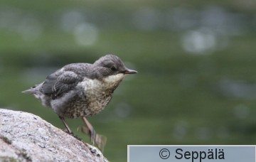 koskikara_Kuru150614_iso3.jpg