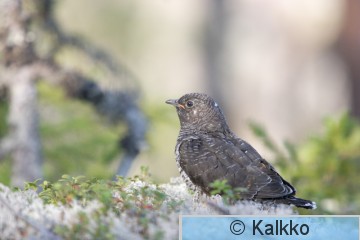 käki 104.jpg