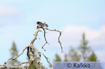 käki 236.jpg