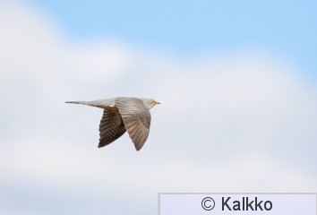 käki 251.jpg