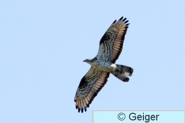IMG_5566.jpg