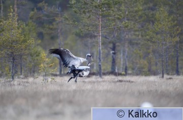 kurki 600.jpg