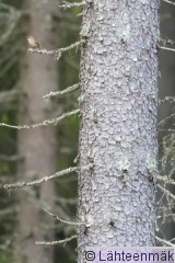 Peukaloinen6_Reijo Lähteenmäki.jpg