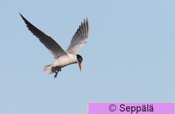 rauska_Helsinki110518_iso1.jpg