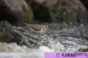 rantasipi 068.jpg