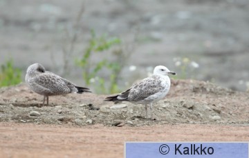 aroharmaalokki 002.jpg