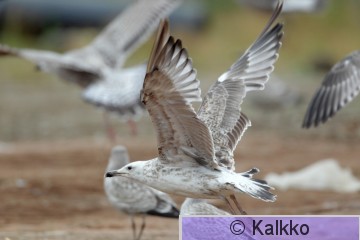 aroharmaalokki 038.jpg