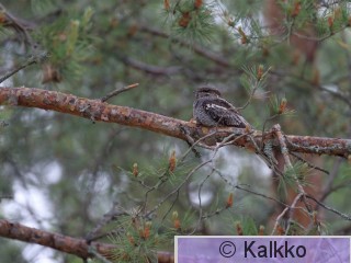 kehrääjä 020.jpg