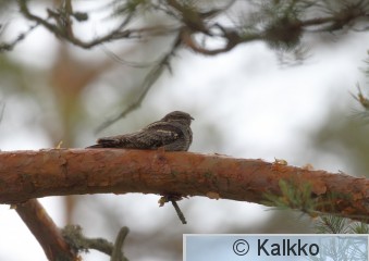 kehrääjä 022.jpg