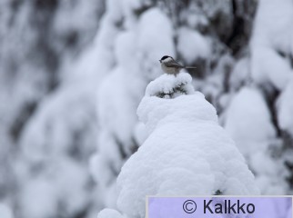 hömötiainen 163.jpg