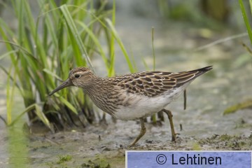 Palsasirri, Pectoral Sandpiper, Calidris melanotos, Lokkisaari, Ahtialanjärvi, Lempäälä, Finland, 6.9.2014, _0101 kopio.jpg