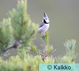 töyhtötiainen 063.jpg