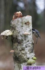 kuusitiainen 007.jpg