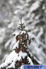 kuusitiainen 041.jpg