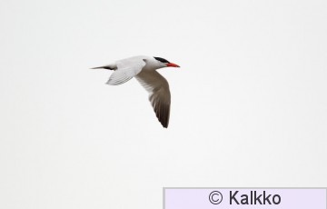 räyskä 001.jpg